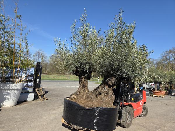 Olivenbaum Hojiblanca  260 cm -  (ca. 160 Jährig) mit doppelstamm - Nr.77
