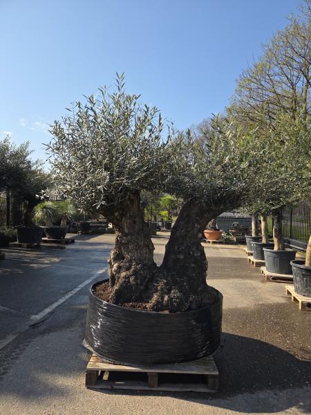 Olivenbaum Hojiblanca  220 cm -  (ca. 130 Jährig) mit doppelstamm - Nr.83