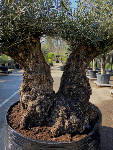 Olivenbaum-Hojiblanca--Nr-83