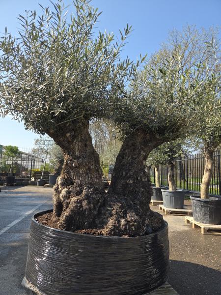 Olivenbaum Hojiblanca  220 cm -  (ca. 130 Jährig) mit doppelstamm - Nr.83