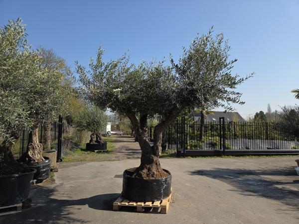 Olivenbaum Hojiblanca extra hoch 280 cm -  (ca. 150 Jährig) Mega Olivenbaum Nr.85