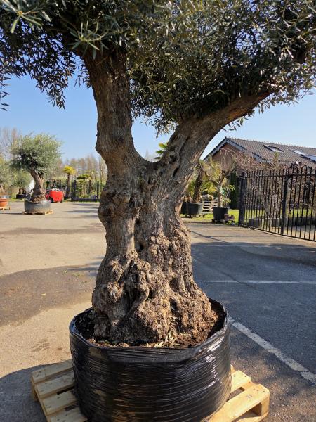 Olivenbaum XXL Hojiblanca  320 cm -  (ca. 170 Jährig) Mega Olivenbaum Nr.78