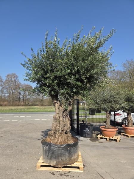 Olivenbaum-Hojiblanca--Nr-79