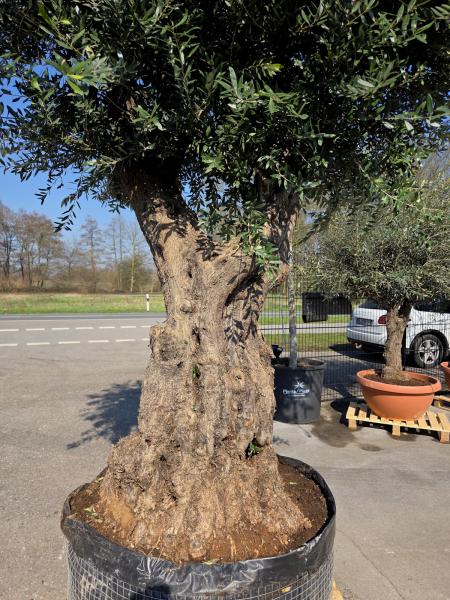 Olivenbaum Hojiblanca extra hoch 370 cm -  (ca. 200 Jährig) Mega Olivenbaum Nr.79