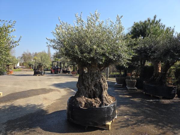 Olivenbaum Hojiblanca  270 cm -  ( 250 - 300 Jährig) mit super dickem knorrigem Stamm.