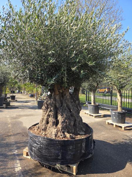 Olivenbaum Hojiblanca  270 cm -  ( 250 - 300 Jährig) mit super dickem knorrigem Stamm.
