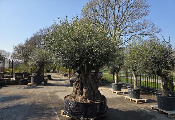 Olivenbaum Hojiblanca  270 cm -  ( 250 - 300 Jährig) mit super dickem knorrigem Stamm.