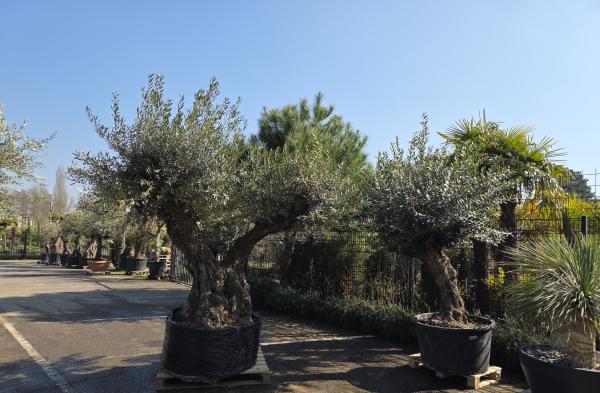 Olivenbaum XXL Hojiblanca  290 cm -  (über 200 Jährig) Mega Olivenbaum Nr.80