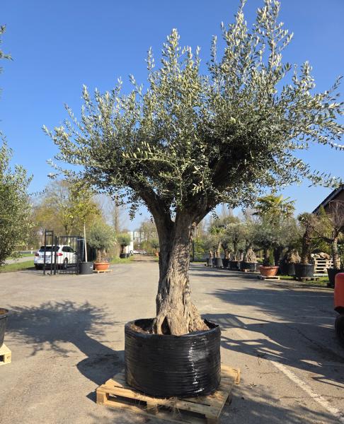 Hohen Olivenbaum - www.plantaplaza.de