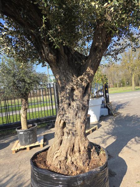 Olivenbaum XXL Hojiblanca  360 cm -  (ca. 170 Jährig) Mega Olivenbaum Nr.81