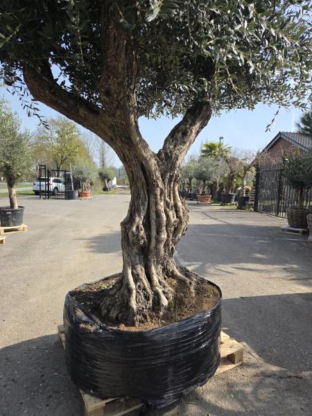 Olivenbaum Hojiblanca extra hoch 380 cm -  (ca. 150 Jährig) Mega Olivenbaum Nr.86