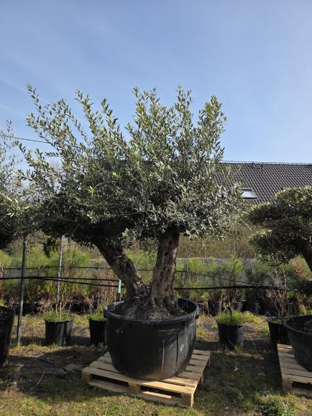 Olivenbaum-Hojiblanca--Nr-74