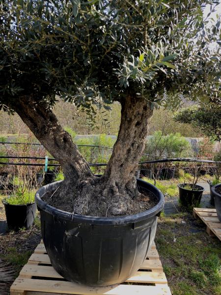 zwei stämmige Olivenbäume