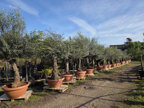 Olivenbaum Hojiblanca  220 cm -  (ca. 130 Jährig) mit doppelstamm - Nr.83