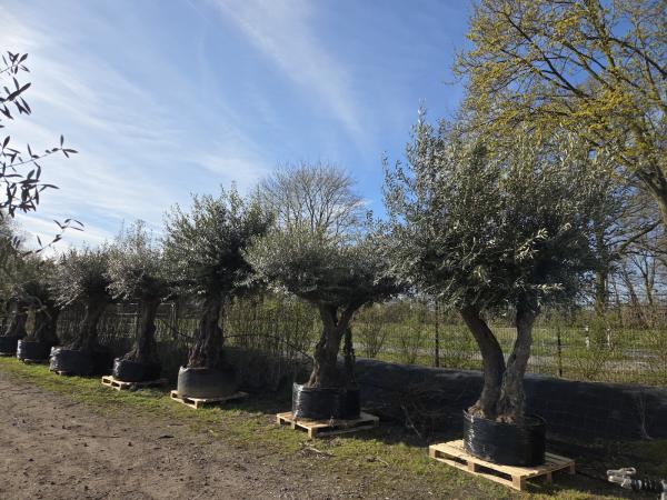 Olivenbaum Hojiblanca  220 cm -  (ca. 130 Jährig) mit doppelstamm - Nr.83