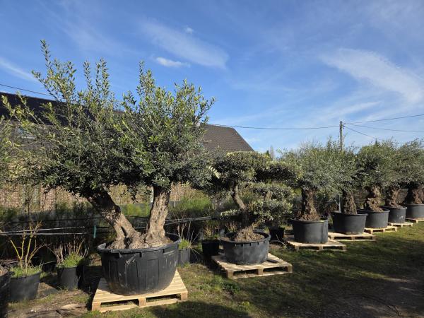 Olivenbaum Hojiblanca  220 cm -  (ca. 130 Jährig) mit doppelstamm - Nr.83