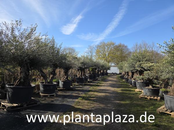 Olivenbaum kaufen - www.plantaplaza.de