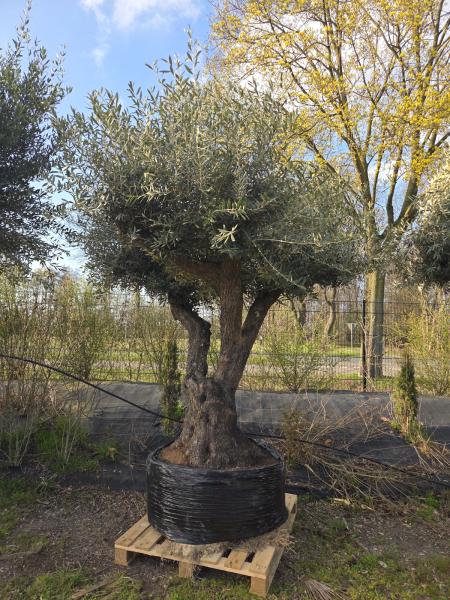 Olivenbaum Hojiblanca extra hoch 280 cm -  (ca. 150 Jährig) Mega Olivenbaum Nr.85