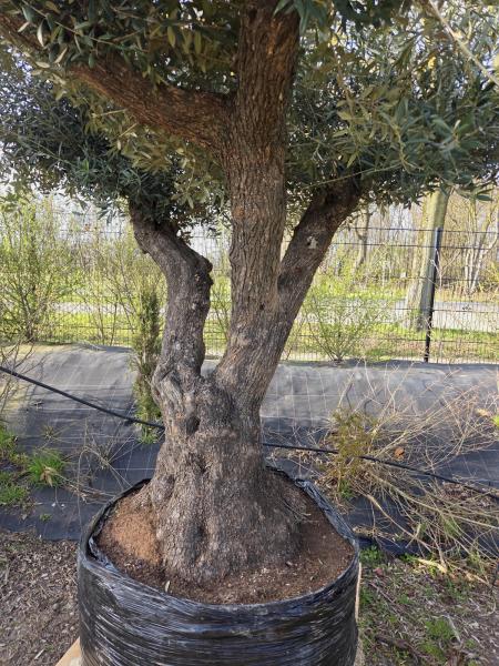 Olivenbaum Hojiblanca extra hoch 280 cm -  (ca. 150 Jährig) Mega Olivenbaum Nr.85