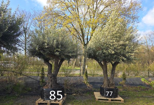 Olivenbaum-Hojiblanca--Nr-85