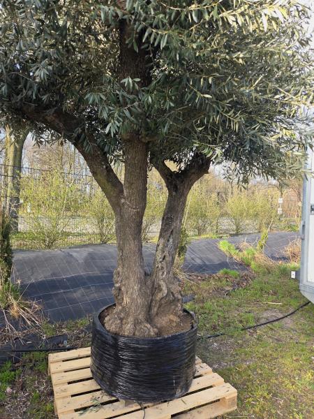 Olivenbaum Hojiblanca extra hoch 360 cm -  (ca. 150 Jährig) Mega Olivenbaum Nr.82