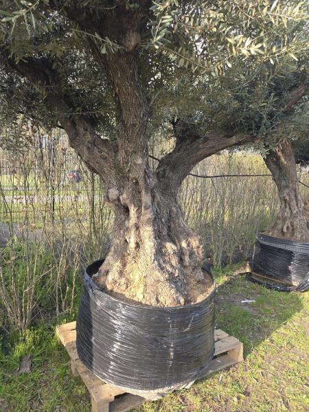 Olivenbaum XXL Hojiblanca  290 cm -  (über 200 Jährig) Mega Olivenbaum Nr.80