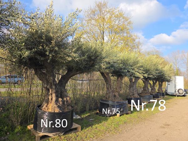 Super verzweigten Olivenbaum - www.plantaplaza.de