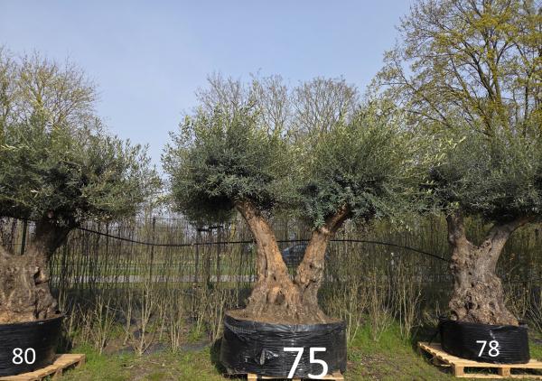 Olivenbaum XXL Hojiblanca  310 cm -  (über 200 Jährig) Mega Olivenbaum Nr.75