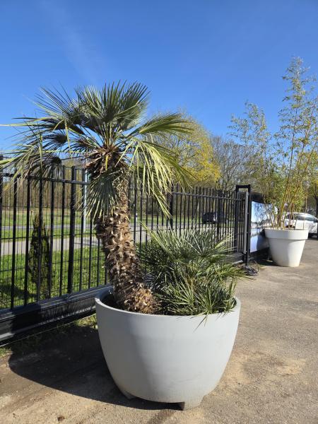 Chamaerops-Cerifera-1