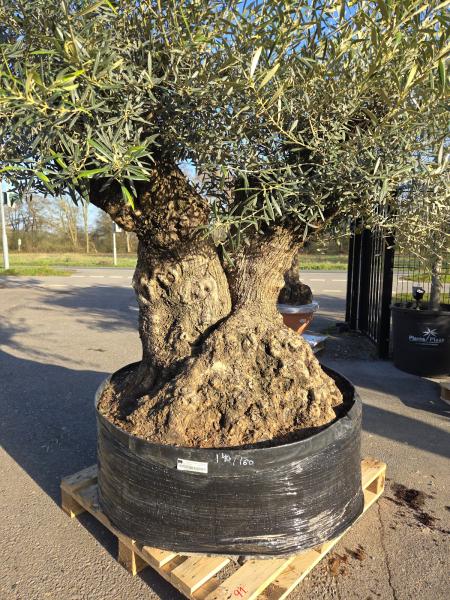 Olivenbaum-Hojiblanca--Nr-6