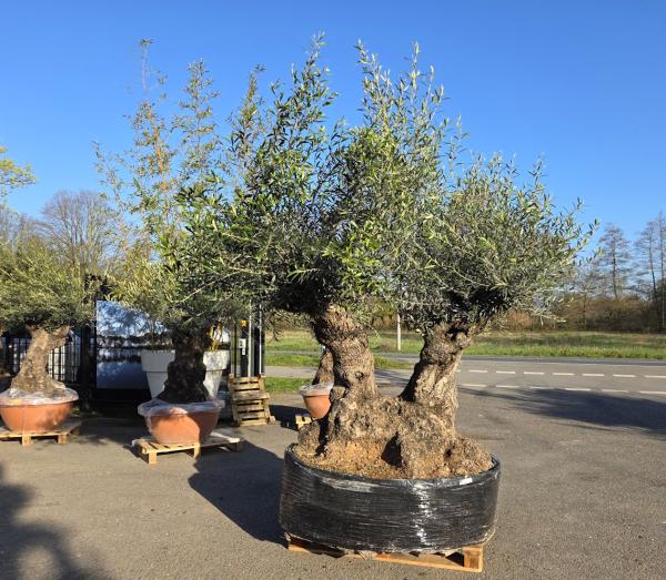 Olivenbaum-Hojiblanca--Nr-92