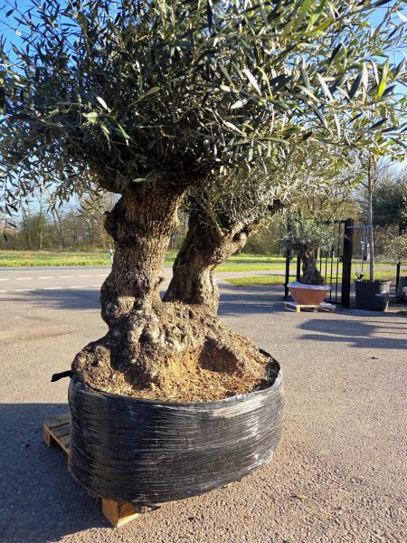 Olivenbaum Hojiblanca  260 cm -  ( ca. 150 Jährig) mit knorrigem Doppelstamm Nr.92