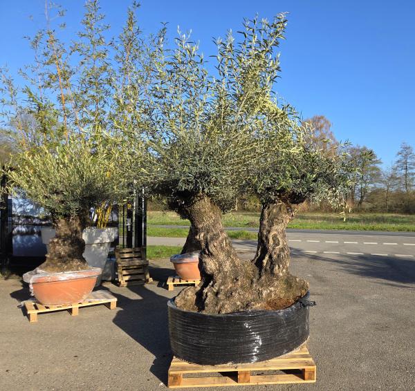 Olivenbaum-Hojiblanca--Nr-6