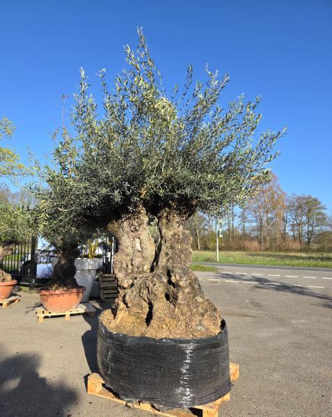 Olivenbaum-Hojiblanca--Nr-93