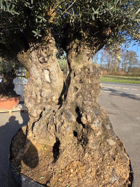 Olivenbaum Hojiblanca  280 cm -  ( ca. 150 Jährig) mit knorrigem Doppelstamm Nr.93