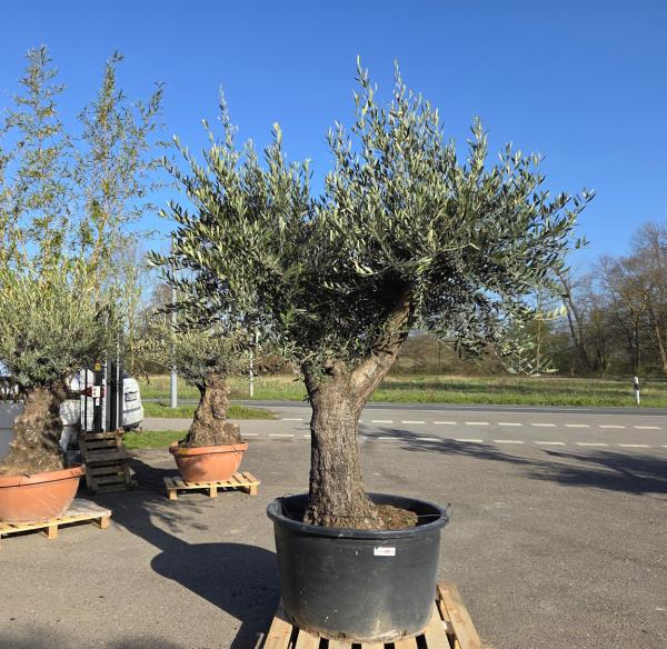 Olivenbaum-Hojiblanca--Nr-94