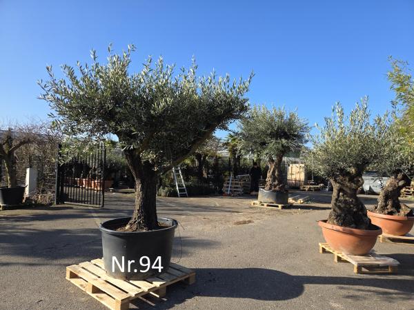 Olivenbaum Hojiblanca  250 cm -  (ca. 90 Jährig) mit verzweigten Stämmen - Nr.94