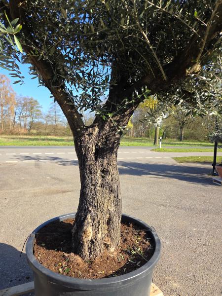 Olivenbaum Hojiblanca  270 cm -  (ca. 90 Jährig) mit verzweigten Stämmen - Nr.95
