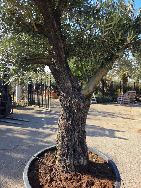 Olivenbaum Hojiblanca  270 cm -  (ca. 90 Jährig) mit verzweigten Stämmen - Nr.95