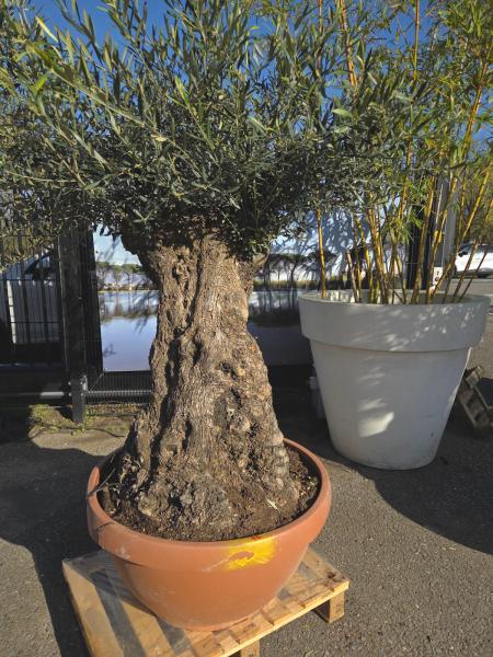 Olivenbaum Hojiblanca  190 cm -  (ca. 120 Jährig) mit dickem knorrigem Stamm - Nr.96