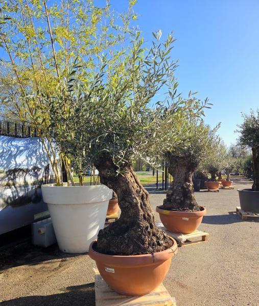 Olivenbaum-Hojiblanca--Nr-96