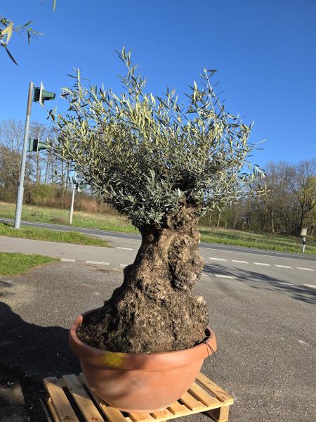 Olivenbaum-Hojiblanca--Nr-98