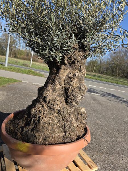 Olivenbaum Hojiblanca  180 cm -  (ca. 120 Jährig) mit dickem knorrigem Stamm - Nr.98