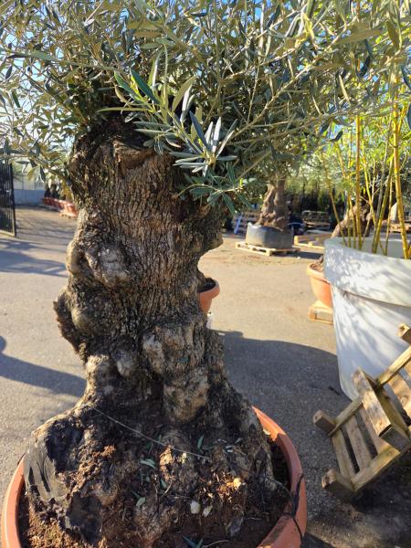 Olivenbaum Hojiblanca  180 cm -  (ca. 120 Jährig) mit dickem knorrigem Stamm - Nr.98