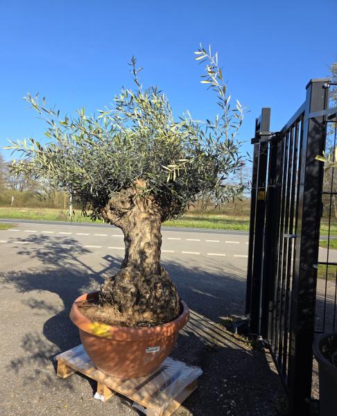 Olivenbaum-Hojiblanca--Nr-99