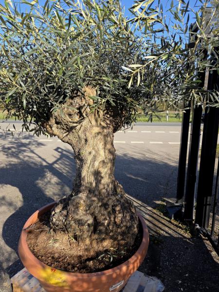 Olivenbaum Hojiblanca  180 cm -  (ca. 120 Jährig) mit dickem knorrigem Stamm - Nr.99