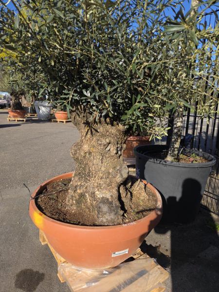 Olivenbaum Hojiblanca  200 cm -  (ca. 110 Jährig) mit dickem knorrigem Stamm - Nr.100