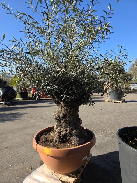 Olivenbaum Hojiblanca  200 cm -  (ca. 110 Jährig) mit dickem knorrigem Stamm - Nr.100