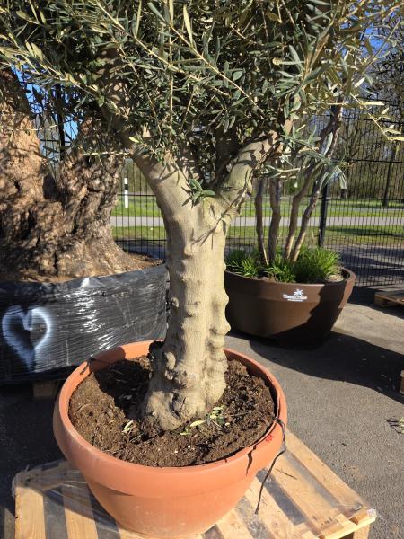 Olivenbaum Hojiblanca  180 cm -  (ca. 60 Jährig) mit kräftigem Stamm - Nr.101
