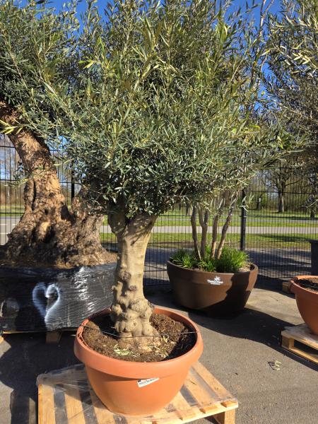 Olivenbaum Hojiblanca  180 cm -  (ca. 60 Jährig) mit kräftigem Stamm - Nr.101